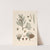 Iconographie des conifères Pl.16 by Léon Gabriel Charles Pardé