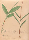 Iconographie des orchidées du Brésil Pl.02