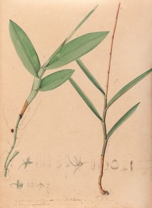 Iconographie des orchidées du Brésil Pl.02