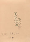 Iconographie des orchidées du Brésil Pl.04