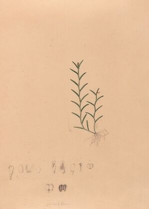 Iconographie des orchidées du Brésil Pl.04