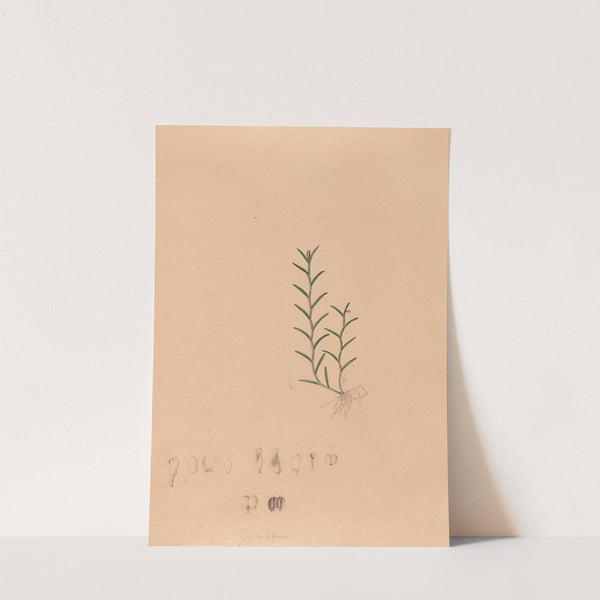 Iconographie des orchidées du Brésil Pl.04 by João Barbosa Rodrigues