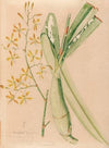 Iconographie des orchidées du Brésil Pl.05