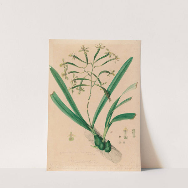 Iconographie des orchidées du Brésil Pl.06 by João Barbosa Rodrigues