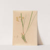 Iconographie des orchidées du Brésil Pl.07 by João Barbosa Rodrigues