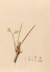 Iconographie des orchidées du Brésil Pl.08