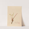 Iconographie des orchidées du Brésil Pl.08 by João Barbosa Rodrigues