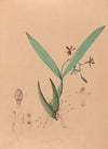 Iconographie des orchidées du Brésil Pl.09