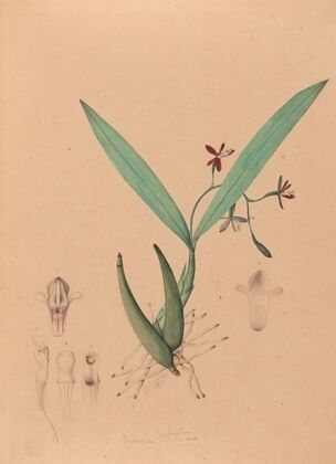 Iconographie des orchidées du Brésil Pl.09
