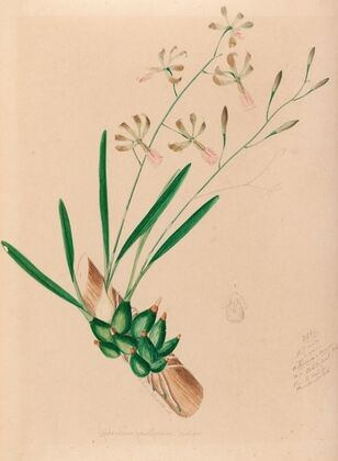 Iconographie des orchidées du Brésil Pl.10 — size preview