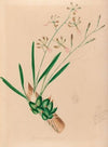 Iconographie des orchidées du Brésil Pl.10