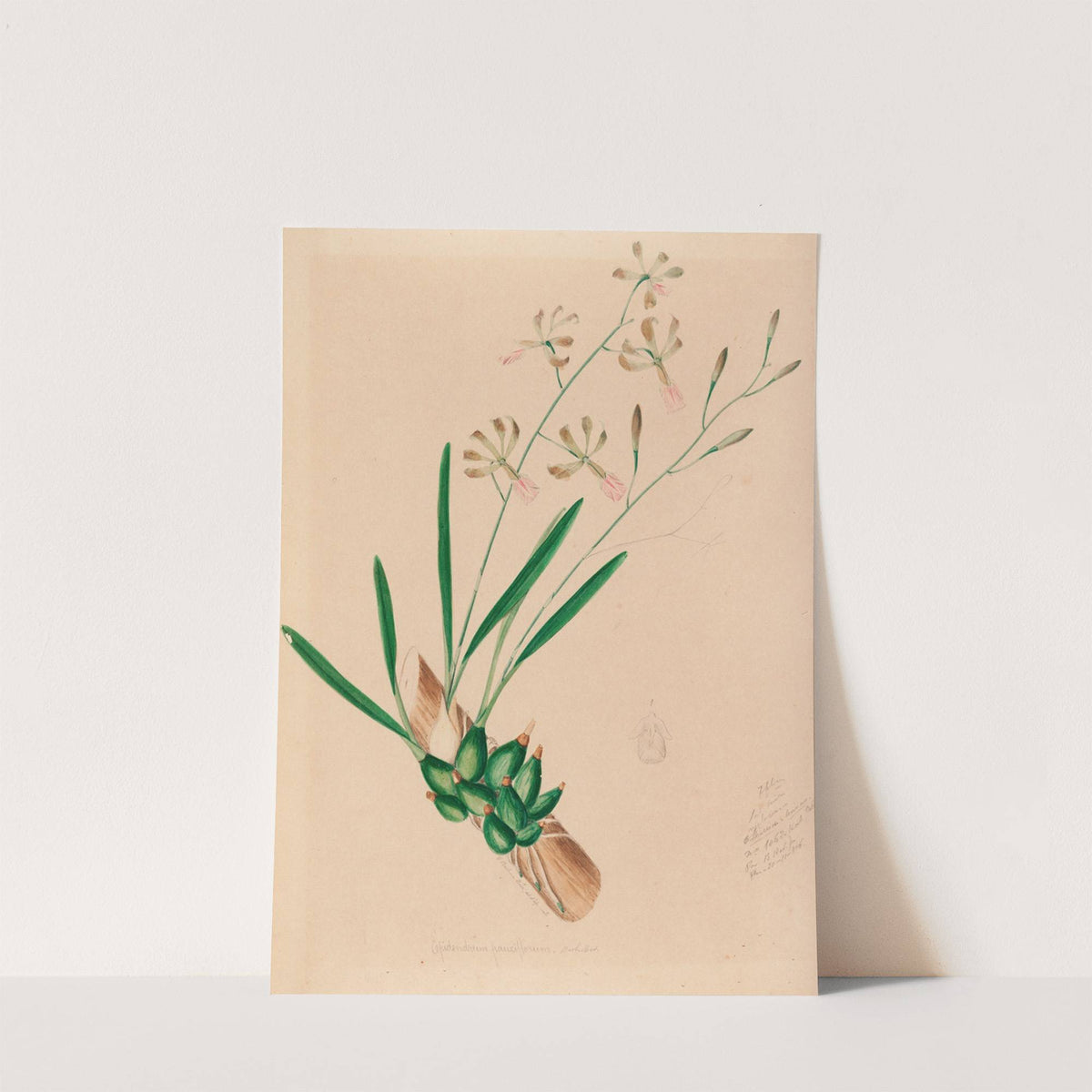 Iconographie des orchidées du Brésil Pl.10 by João Barbosa Rodrigues