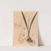 Iconographie des orchidées du Brésil Pl.11 by João Barbosa Rodrigues