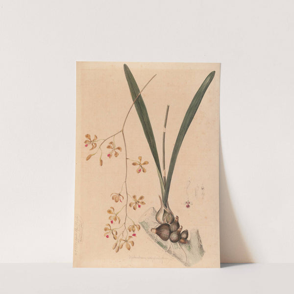 Iconographie des orchidées du Brésil Pl.11 by João Barbosa Rodrigues