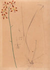 Iconographie des orchidées du Brésil Pl.12