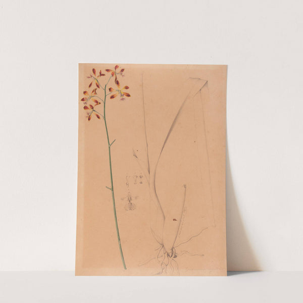 Iconographie des orchidées du Brésil Pl.12 by João Barbosa Rodrigues