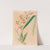 Iconographie des orchidées du Brésil Pl.14 by João Barbosa Rodrigues