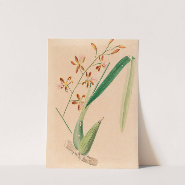 Iconographie des orchidées du Brésil Pl.14 by João Barbosa Rodrigues