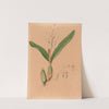 Iconographie des orchidées du Brésil Pl.15 by João Barbosa Rodrigues