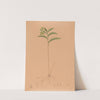 Iconographie des orchidées du Brésil Pl.17 by João Barbosa Rodrigues