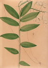 Iconographie des orchidées du Brésil Pl.19