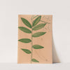 Iconographie des orchidées du Brésil Pl.19 by João Barbosa Rodrigues