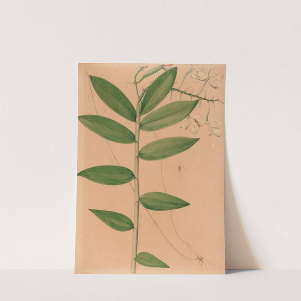 Iconographie des orchidées du Brésil Pl.19 by João Barbosa Rodrigues