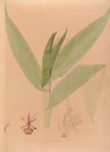 Iconographie des orchidées du Brésil Pl.20