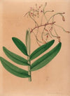 Iconographie des orchidées du Brésil Pl.21