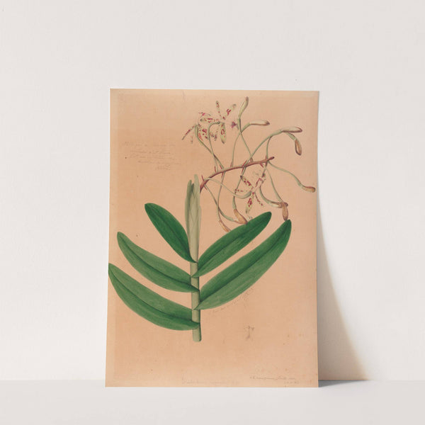 Iconographie des orchidées du Brésil Pl.21 by João Barbosa Rodrigues