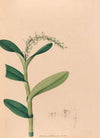 Iconographie des orchidées du Brésil Pl.23