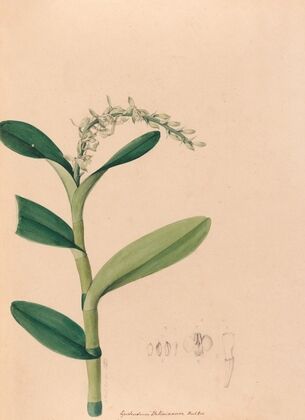 Iconographie des orchidées du Brésil Pl.23