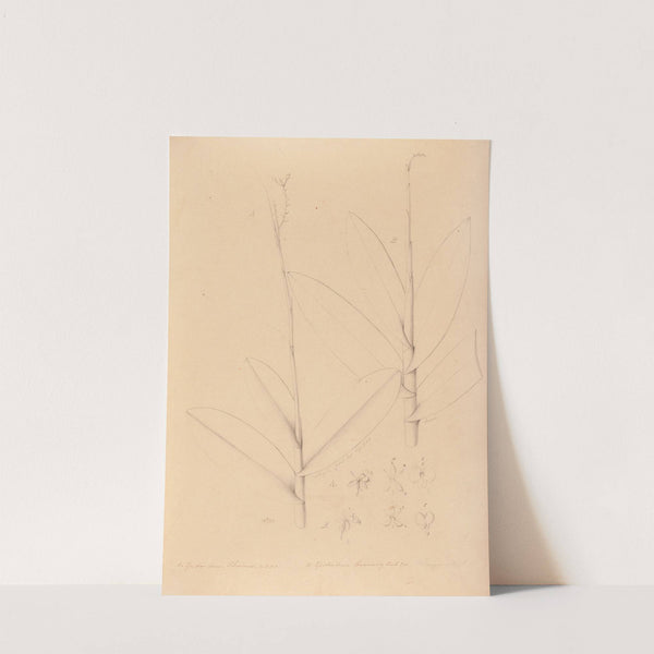 Iconographie des orchidées du Brésil Pl.25 by João Barbosa Rodrigues