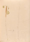 Iconographie des orchidées du Brésil Pl.26