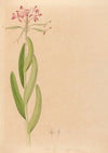 Iconographie des orchidées du Brésil Pl.27