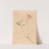 Iconographie des orchidées du Brésil Pl.28 by João Barbosa Rodrigues