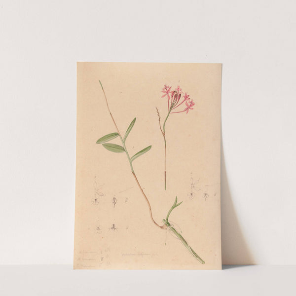 Iconographie des orchidées du Brésil Pl.28 by João Barbosa Rodrigues