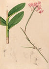 Iconographie des orchidées du Brésil Pl.29