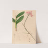 Iconographie des orchidées du Brésil Pl.29 by João Barbosa Rodrigues