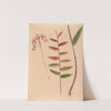 Iconographie des orchidées du Brésil Pl.30 by João Barbosa Rodrigues