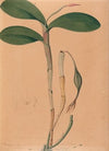 Iconographie des orchidées du Brésil Pl.31