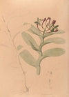 Iconographie des orchidées du Brésil Pl.32