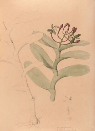 Iconographie des orchidées du Brésil Pl.32