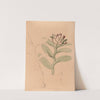 Iconographie des orchidées du Brésil Pl.32 by João Barbosa Rodrigues
