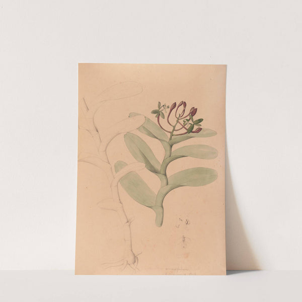 Iconographie des orchidées du Brésil Pl.32 by João Barbosa Rodrigues