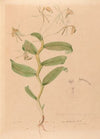 Iconographie des orchidées du Brésil Pl.33