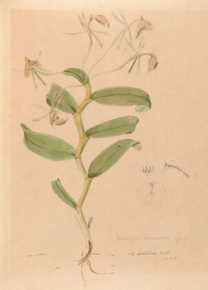 Iconographie des orchidées du Brésil Pl.33