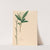 Iconographie des orchidées du Brésil Pl.35 by João Barbosa Rodrigues