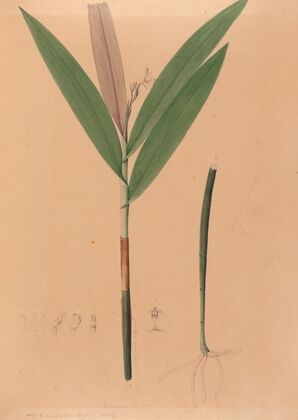 Iconographie des orchidées du Brésil Pl.37