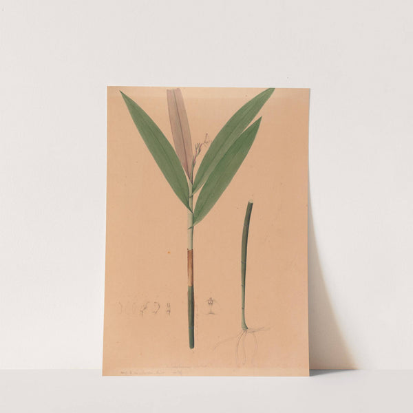 Iconographie des orchidées du Brésil Pl.37 by João Barbosa Rodrigues
